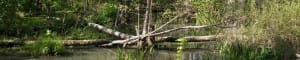 everglades